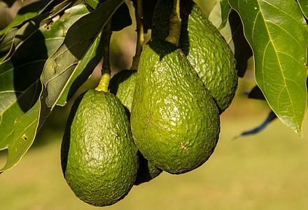 BTX frost fans maintaining canopy airflow to shield sensitive avocado crops from frost damage.