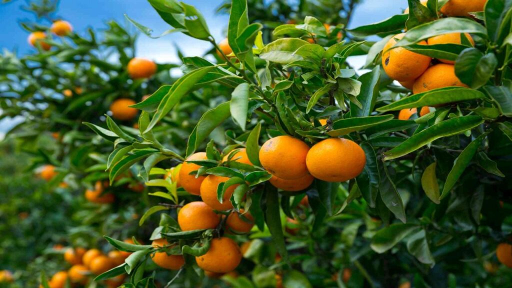 BTX frost fans protecting premium citrus orchards from winter frost damage in Mildura and the Griffith region.