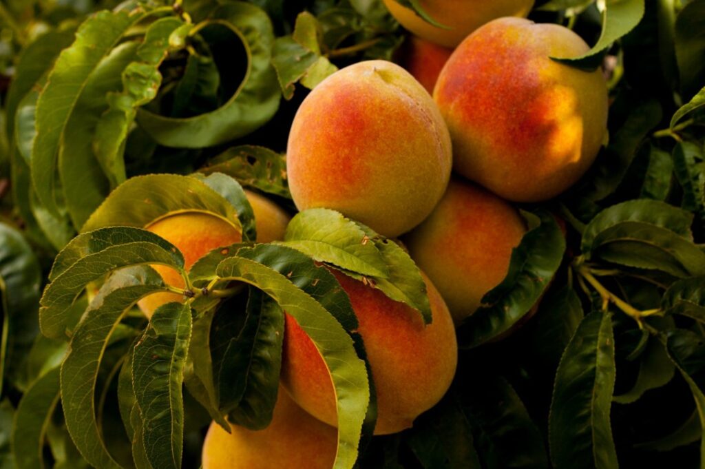 Safeguarding early spring stone fruit orchards and peach blossoms from radiation frost events in Victoria.