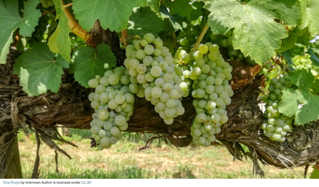 Vineyard frost fans protecting white table grape varieties during critical early budburst in the Robinvale.