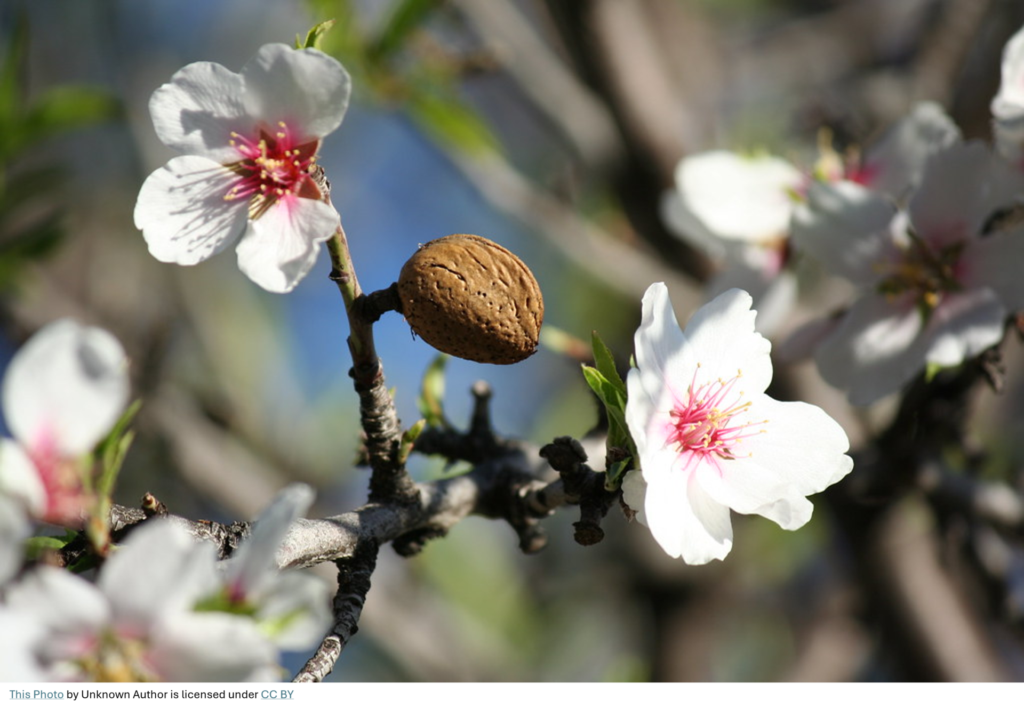 Agricultural frost protection for delicate spring almond blossoms and nut-set in Griffith orchards.