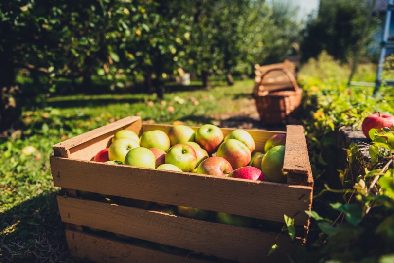 Commercial orchard frost protection systems safeguarding high-yield apple crops against sudden seasonal drops.