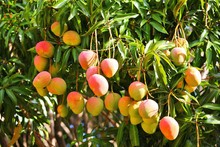 Preventing frost-induced fruit drop and canopy burn in commercial mango plantations using automated frost protection.