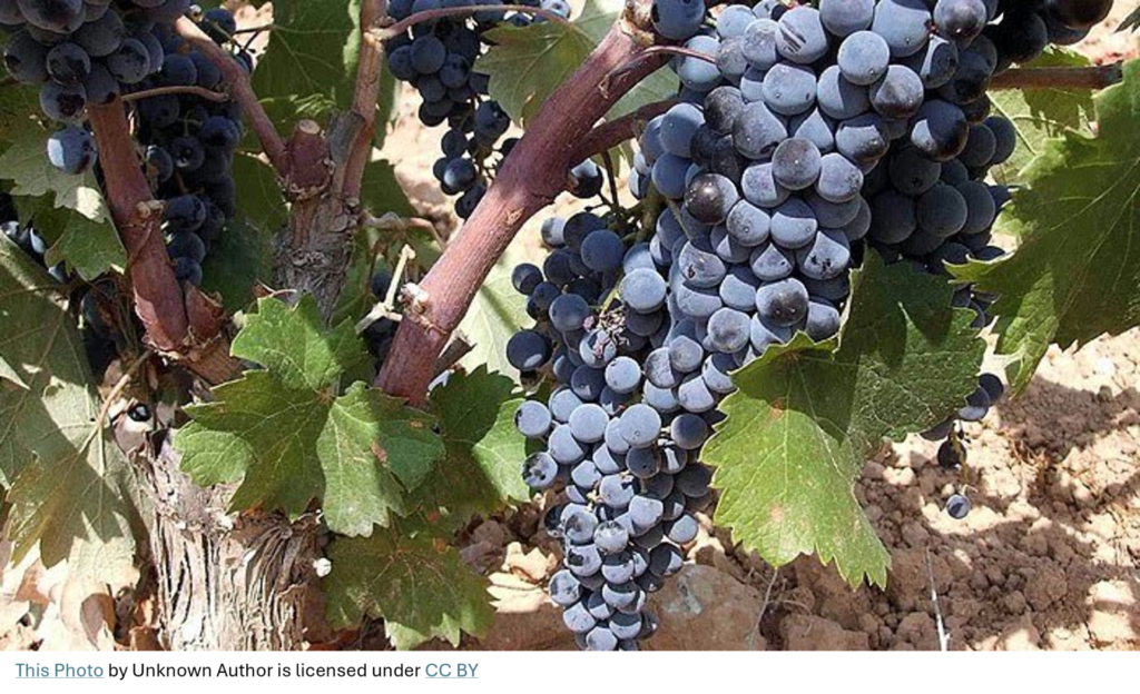 BTX frost fans securing premium red wine grape yields from devastating spring frosts in Griffith and the Riverina.